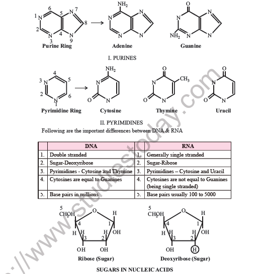 NEET Biology Molecular Basis Of Inheritance Notes